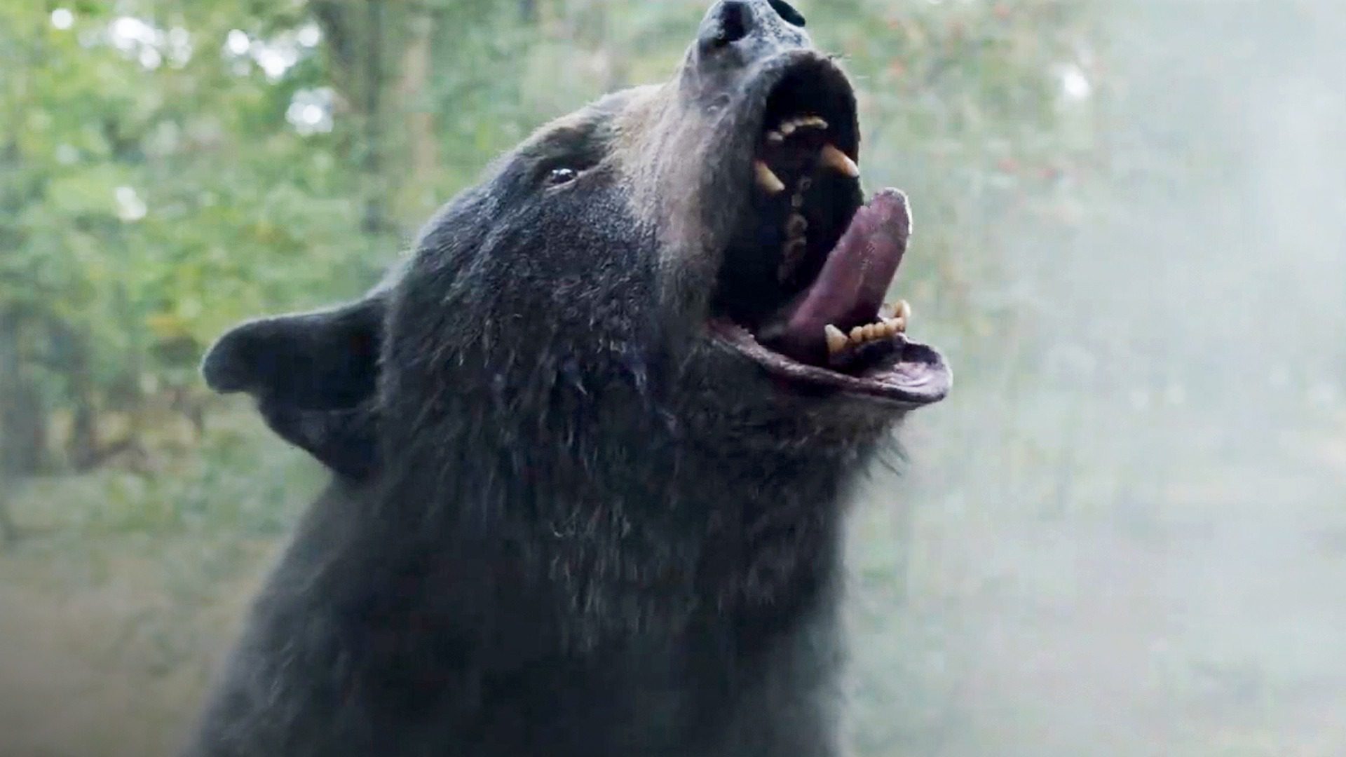 Cocaine Bear Trailer is an Internet Sensation