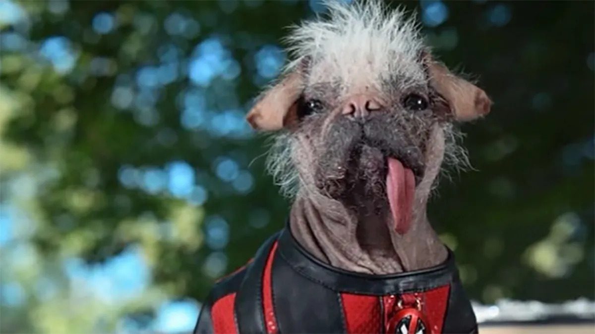New Deadpool 3 Image Features Dogpool